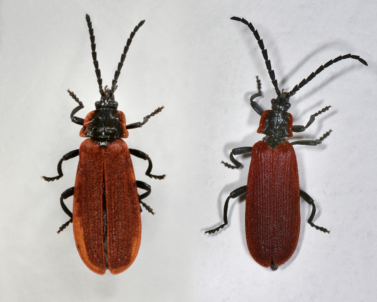 Lycidae:  Lygistopterus anorachilus?  Sì !